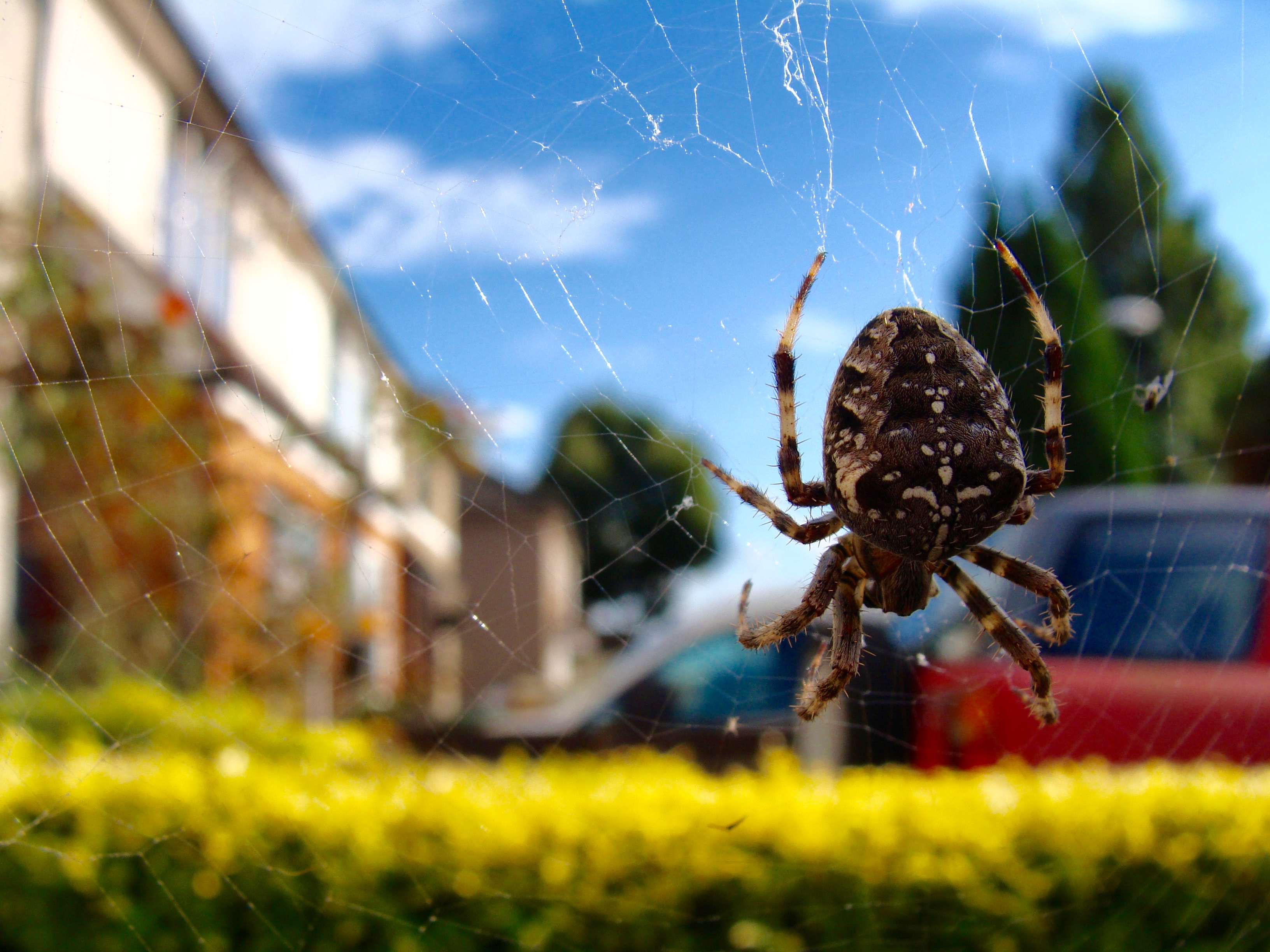 Garden Orb Spider on web