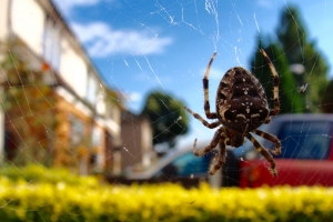 Garden Orb Spider on web