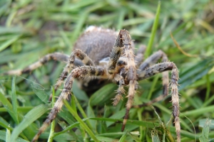 Garden Orb Spider