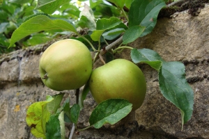Apples on wall