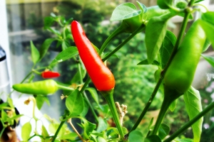 Chilis