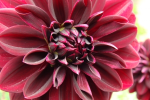 Red Flower